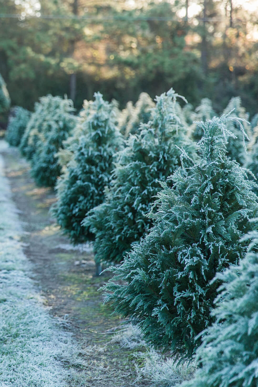 The Best Christmas Tree Farms in America for Your Fir, Spruce or Pine